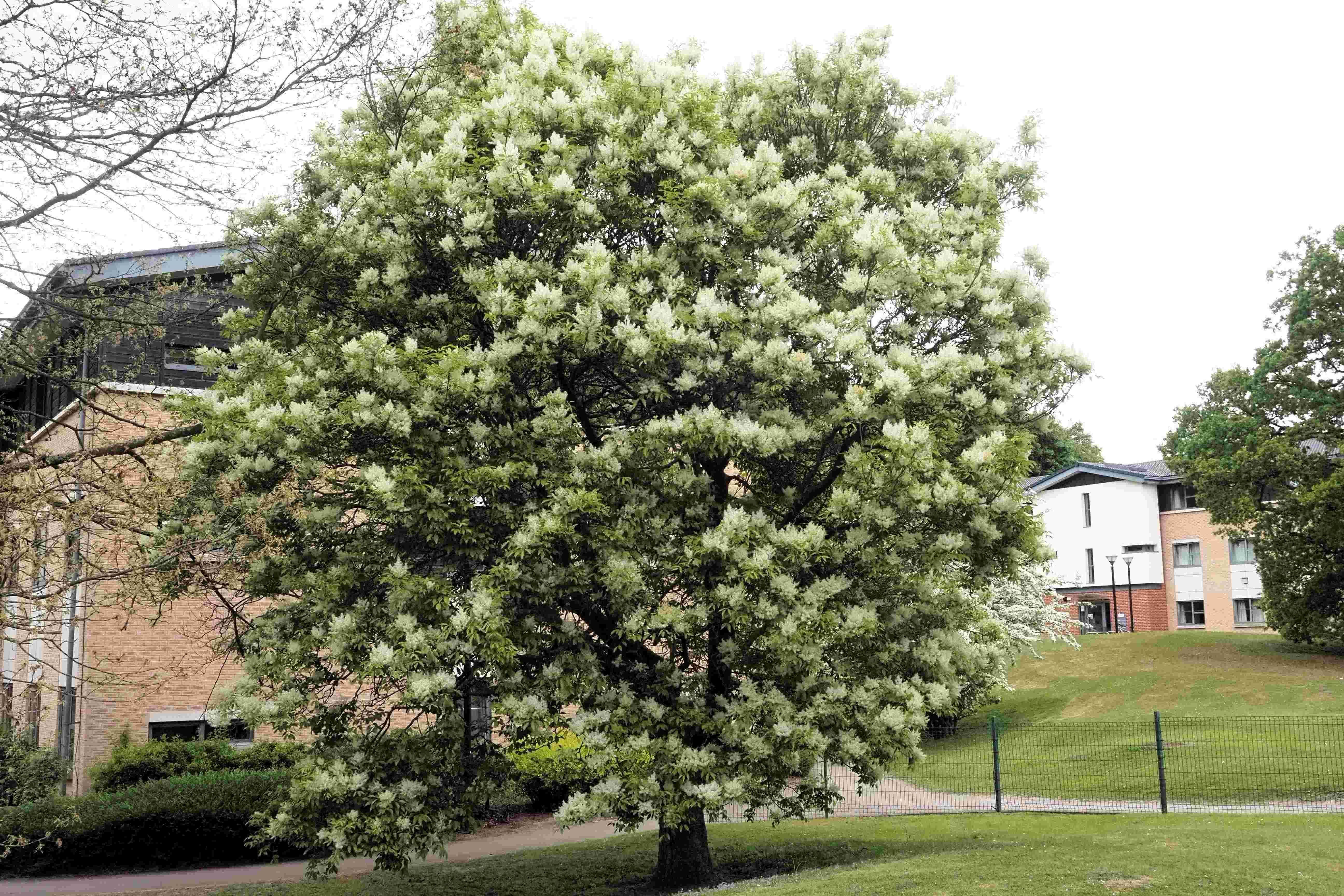 Manna Ash (Fraxinus ornus): located near Barbara Scott Court, close to Thief Lane and the Walmgate Stray corner on Campus West (photo credit: Robin Perutz)